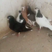 کجکله هفت رنگ|پرنده|نیشابور, ده حلاج|دیوار