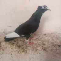 پلنگ سیاه کاکل میخ ماده|پرنده|زاهدان, |دیوار