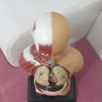 مولاژ نیم تنه انسان (آناتومی) و نمایش ماهیچه ها|آرایشی، بهداشتی، درمانی|آمل, |دیوار