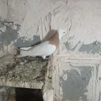 کلفه|پرنده|اردبیل, |دیوار