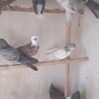 جوجه کبوترپرشی|پرنده|قم, آزادگان|دیوار