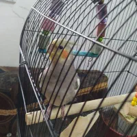 عروس هلندی چهار ماهه|پرنده|کتالم و سادات شهر, |دیوار