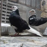 فروش جوجه شازده پروازی درج یک