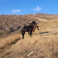 قاطر 7ماهه نر|حیوانات مزرعه|اردبیل, |دیوار
