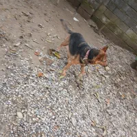 توله سگ ژرمن|سگ|زرگرشهر, |دیوار