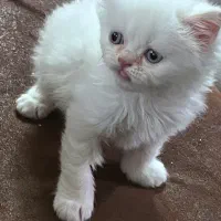 واگذاری بچه میکس هیمالین وبریتیش