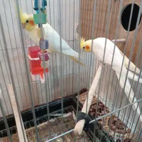 عروس هلندی جفت مولد