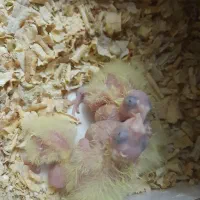 طوطی جوجه عروس هلندی|پرنده|کرج, چهارصد دستگاه|دیوار