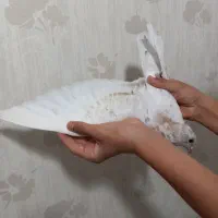 یک جفت جوجه کبوتر پرشی قاره و سرور|پرنده|ملارد, |دیوار