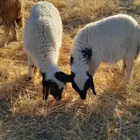 بره نروماده