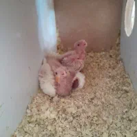 جوجه عروس هلندی  لوتیتو