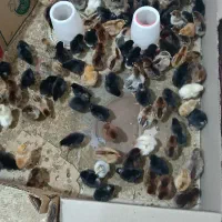 جوجه گلپایگان و کاکلی