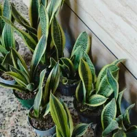 گیاه کرواتی ابلغ وگلد فیلم