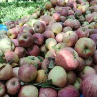 سرکه سیب اعلا به شرط چاقو|خوردنی و آشامیدنی|بروجرد, |دیوار