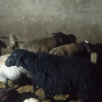 قوچ هترو|حیوانات مزرعه|باغ حلی, |دیوار