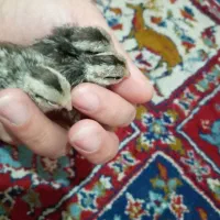 بلدچین باب فیس