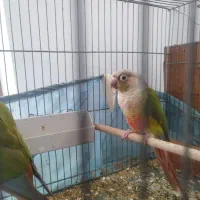 گرینچیک گرین چیک جفت با تعیین جنسیت|پرنده|قم, بنیاد|دیوار