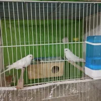 عروس هلندی کوتوله مرغ عشق|پرنده|مشهد, امیریه|دیوار