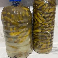 خیارشور خونگی