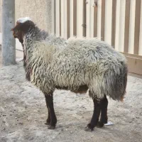 قوچ ۲ ساله|حیوانات مزرعه|خمینی‌شهر, |دیوار