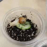 حلزون آچاتینا