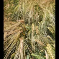 بذر جو بهمن شهبد واکسیما جلگه آبیدر هیبرید|گل و گیاه طبیعی|قروه, |دیوار