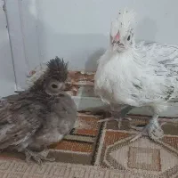 جوجه چینی سلطان|پرنده|ساوه, |دیوار