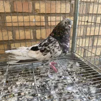 کبوتر پشت قنار وکوتاه