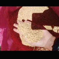 گندم دیم مناسب دام و نان..