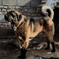 واگذاری سگ ماچه عراقی درشت
