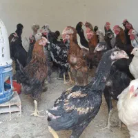 مرغ و خروس گلین و لاری و برهما و لهستانی و مرندی|حیوانات مزرعه|تهران, نازی‌آباد|دیوار