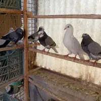 جوجه کبوتر پرشی