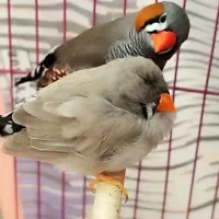چند جفت فنچ مولد و تک