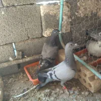 کبوتر  پرشی|پرنده|خوسف, |دیوار