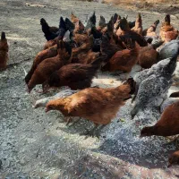 مرغ و خروس ۵ تا ۶ ماهه