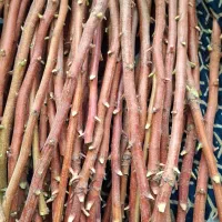 باغبانی  هرس وپیوند