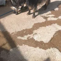 بزو‌بیگ‌‌|حیوانات مزرعه|دزفول, |دیوار