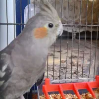 عروس هلندی گمشده در حسن اباد