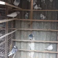 حدود ۱۰۰طوق کفتر یکجایی با گنجه و کلیه لوازم|پرنده|تهران, هرندی|دیوار