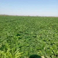 توت فرنگی سابرینا|گل و گیاه طبیعی|مزرعه کتول, |دیوار