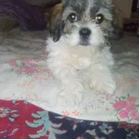 سگ شیتزو نر ۷ ماهه شناسنامه دارد واکسن خورده|سگ|شیراز, آبیاری|دیوار