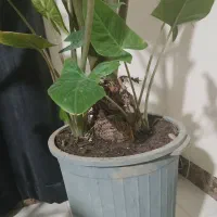 درختچه بابا آدم 1.5 متری با دو پاجوش