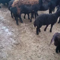 گوسفند بره دار|حیوانات مزرعه|سلطانیه, |دیوار