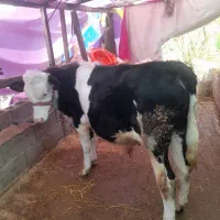 نر سمینتال اصل