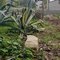 گل آگاو سبز وابلق|گل و گیاه طبیعی|ساری, |دیوار