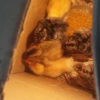 جوجه۱۰روزه