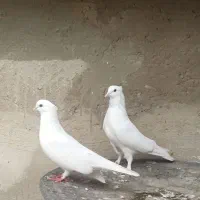 نروماده سفید