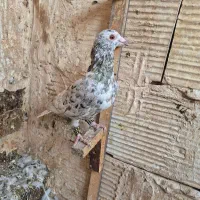 کبوتر سرور هفت رنگ پلاکی|پرنده|قرچک, ولی آباد|دیوار