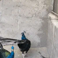 طاووس مصری هندی ابلغ و ویولت|پرنده|سیرجان, |دیوار