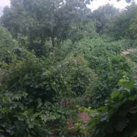 فروش باغ|فروش دفتر صنعتی، کشاورزی، تجاری|سیسخت, |دیوار